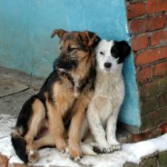 Бродячі собаки, секрети домашнього грумінг