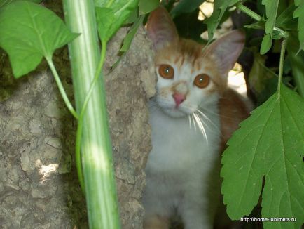 Pisicile abandonate crapă în bălți - un animal de companie