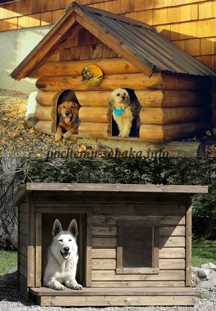 Booth pentru un câine cum să vă faceți propriile mâini, alegeți gata și obișnuiți câine la cabină