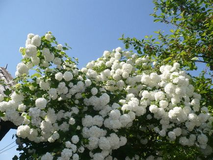 Buldenezh - plantare și îngrijire