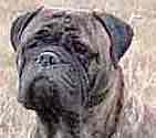 Bullmastiff, problema introducerii urechilor in catelusii de bullmastiff si cainii tineri (pentru proprietari