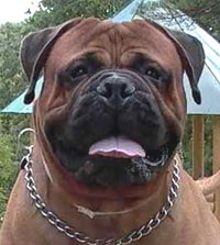 Bullmastiff, problema introducerii urechilor la pui de bullmastiff si caini tineri (pentru proprietari