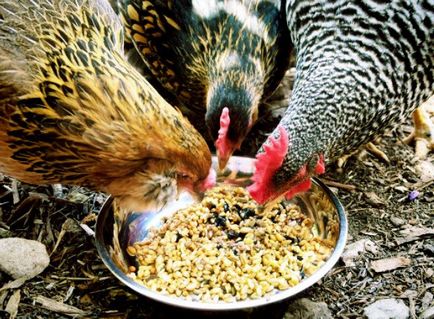 Ce să hrăni găinile de găină pentru a se grăbi mai bine