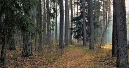 Mit eltér az erdő bór - mindent tudni!