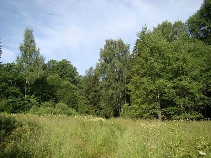 Чим зайнятися у вихідні 24-25 червня