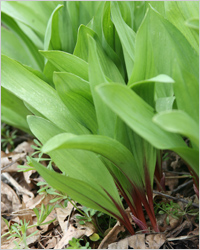 Ramson - hasznos tulajdonságai (használata medvehagyma) Ramson - hasznos tulajdonságai