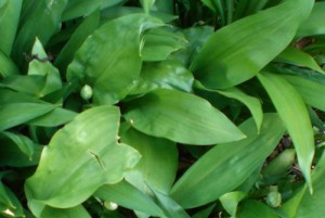 Черемша - користь і шкода маринованої, свіжої та консервованої черемші, корисні властивості листя