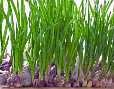 Usturoi - forțând și cultivând legume - grădina de legume într-un apartament - plante în creștere