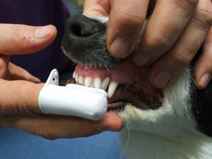 Чистимо зуби собаці в домашніх умовах