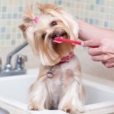 Чистимо зуби собаці в домашніх умовах