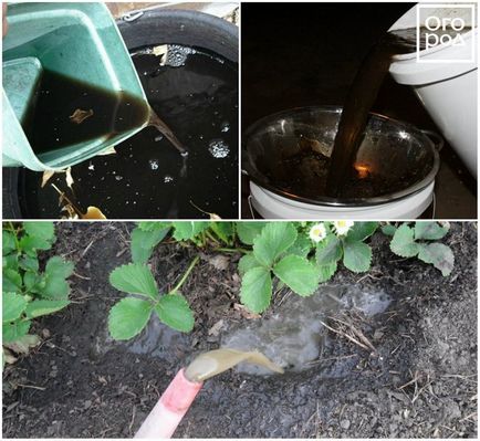 Ce este ceaiul compost, cum să îl faceți și să îl aplicați în mod corespunzător în țară, grădina de afaceri ()