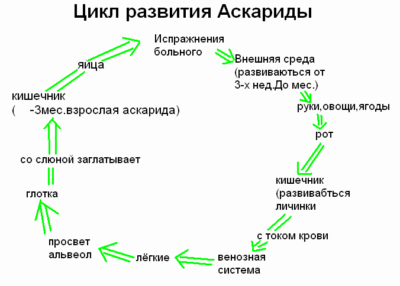 Що таке проміжний господар