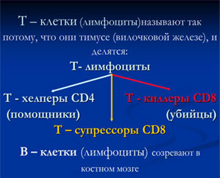 Що таке т-лімфоцити (їх функції) підвищені, знижені і норма