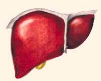 Ciroza hepatică - portalul gastroenterologic al Rusiei