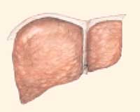 Ciroza hepatică - portalul gastroenterologic al Rusiei