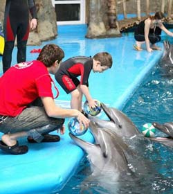 Terapia cu delfin este bună sau rea