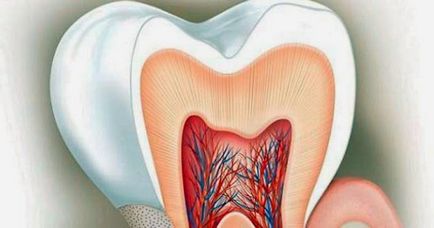 Dentina, compoziția și structura dentinei