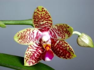 Zece orhidee frumoase, flori de interior