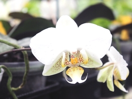 Десять красивих орхідей, кімнатні квіти