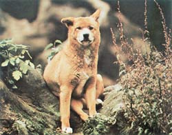 A Wild Dog Dingo