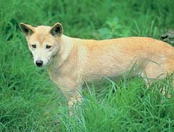 A Wild Dog Dingo