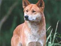 A Wild Dog Dingo