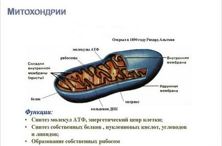 Для чого потрібно розвивати швидкі м'язи і роль мітохондрій у витривалості організму