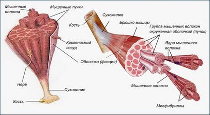 Для чого потрібно розвивати швидкі м'язи і роль мітохондрій у витривалості організму