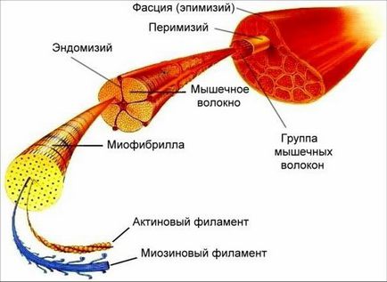 Pentru ce este necesar să dezvolți mușchii rapizi și rolul mitocondriilor în rezistența organismului