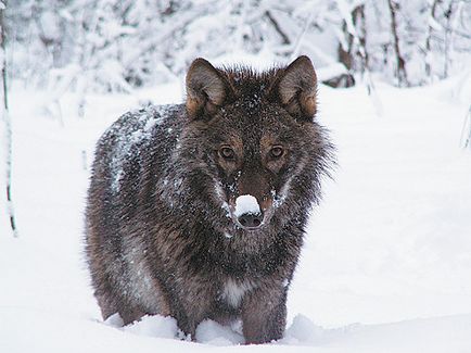 Добути вовка - 9 лютого 2011 - лігво сірого вовка, вовки, шпалери вовків, скачати виття
