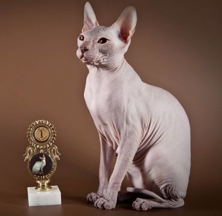 Донський сфінкс опис породи і характер кішок