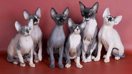 Don Sphynx descrie rasa si caracterul pisicii