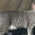 Донський сфінкс опис породи і характер кішок