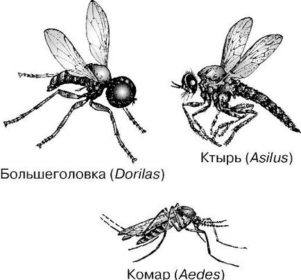 Diptera este