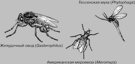 Diptera este