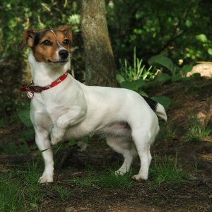 Descrierea lui Jack Russell terrier a rasei