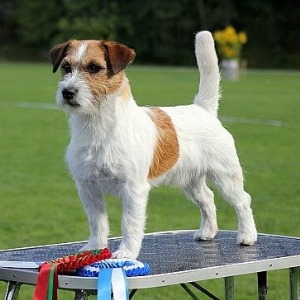 Descrierea lui Jack Russell terrier a rasei