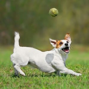 Descrierea lui Jack Russell terrier a rasei