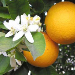 Ulei esențial de portocale din sisel