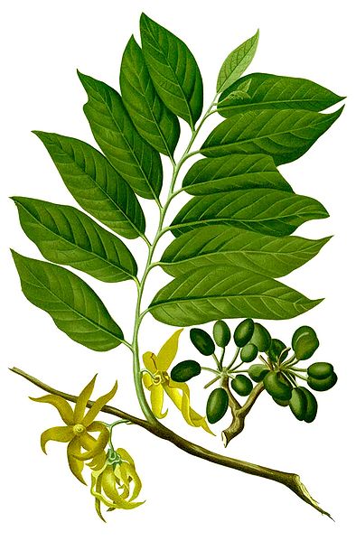 Ulei esențial ylang-ylang, proprietățile sale și aplicarea - despre tineret