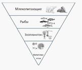 Piramide ecologice, lucrări gratuite de curs, eseuri și teze