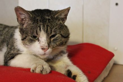 Pisica Enfield sa stabilit în adăpost și a primit un nou nume