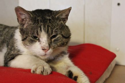 Enfildsky macska élt egy menedéket, és új nevet kapott (az árvaház áthelyezték) Enfildsky macska élt a menedéket, és kap egy új nevet