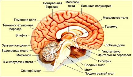 Epifiză sau glandă pineală a creierului - ce este?