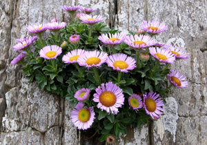 Erigeron plantare, îngrijire, specii, varietăți, reproducție, boli, dăunători, fotografie