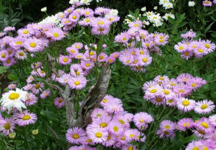 Erigeron plantare, îngrijire, specii, varietăți, reproducție, boli, dăunători, fotografie