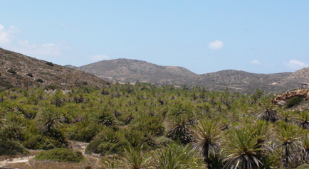 Dacă există un paradis pe pământ, aceasta este plaja de palmier din Vai pe Creta - un portal de călătorie, ghiduri,