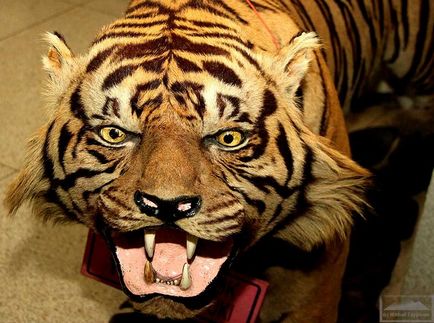 Van egy tigris keretében a fenevad (Malayo-indonéz hiedelmek)