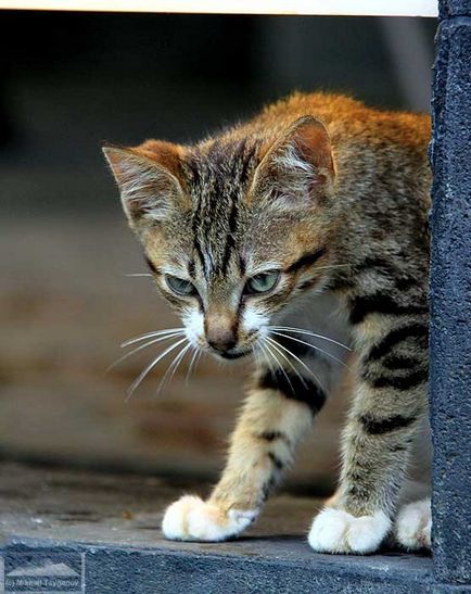 Van egy tigris keretében a fenevad (Malayo-indonéz hiedelmek)