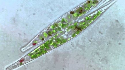 Euglena verde sub microscop